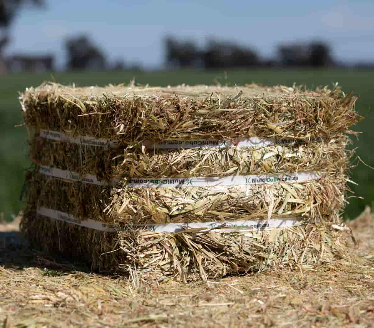 یونجه خشک در اصفهان؛ سبز گل لپه ای تقویت کلیه کلروفیل کلسیم Fiber