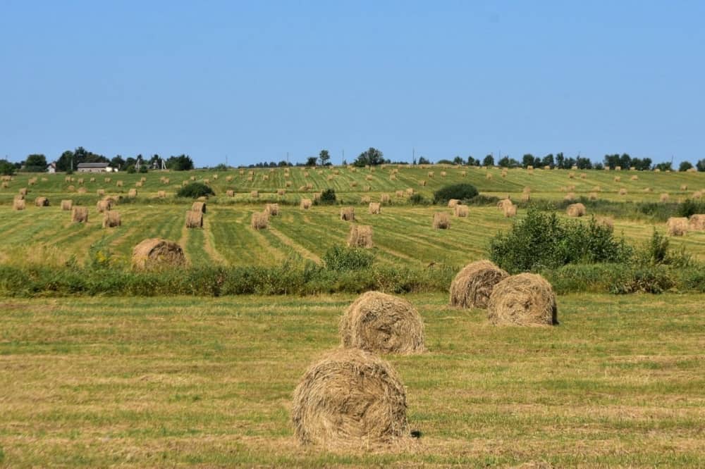 یونجه خشک تهران؛ دراز نوک تیز کم آب تقویت گوارش فیبر آهن Roy