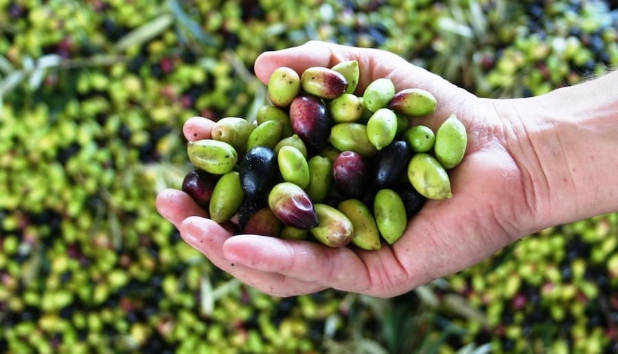 زیتون خام سال 1401؛ سبز سیاه 2 طعم گس تلخ ضدالتهاب Olive