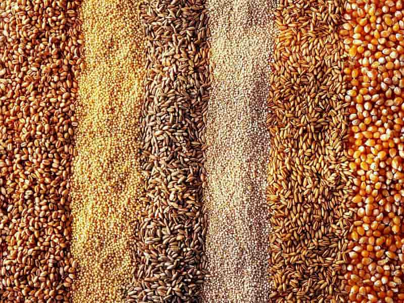 خوراک دام فلاشینگ؛ گوشتی شیری افزایش وزن دام تولید Mashhad