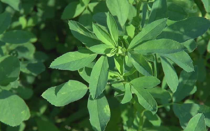 یونجه و کاه؛ خوراک دام حاوی املاح معدنی پروتئین Vitamin