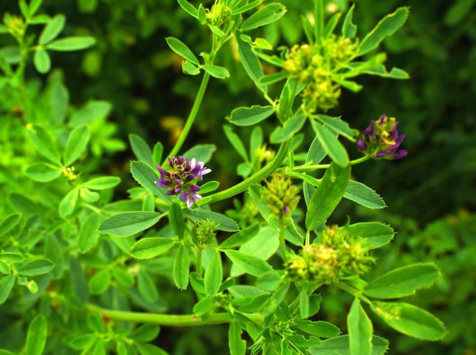 یونجه خشک همدان؛ سبز بدون رطوبت حاوی پروتئین iron