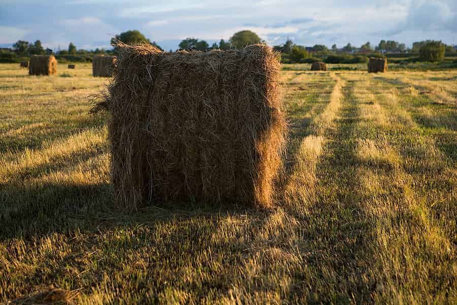 یونجه درجه یک؛ خشک قابل هضم بدون رطوبت حاوی Protein