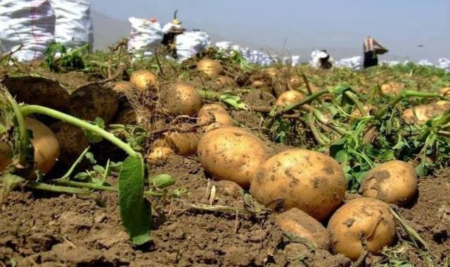 سیب زمینی در زمین کشاورزی؛ پوست نازک تولید اردبیل حاوی نشاسته carbohydrate
