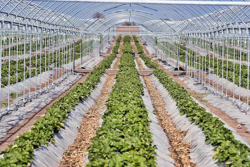 نایلون کشاورزی اصفهان؛ مواد درجه یک پلی اتیلن تک لایه 18متر