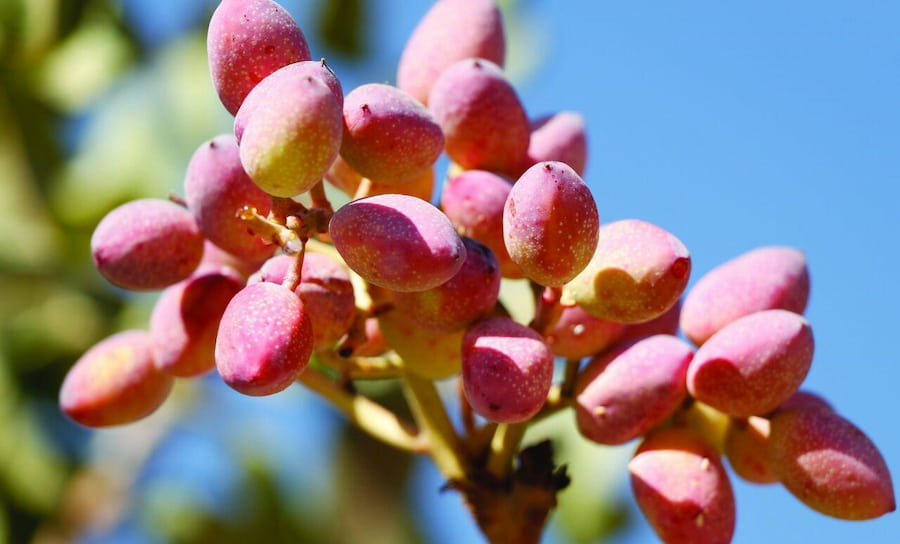 پسته قرمز دامغان؛ خام شور ویتامین C B6 خامه ای خشک