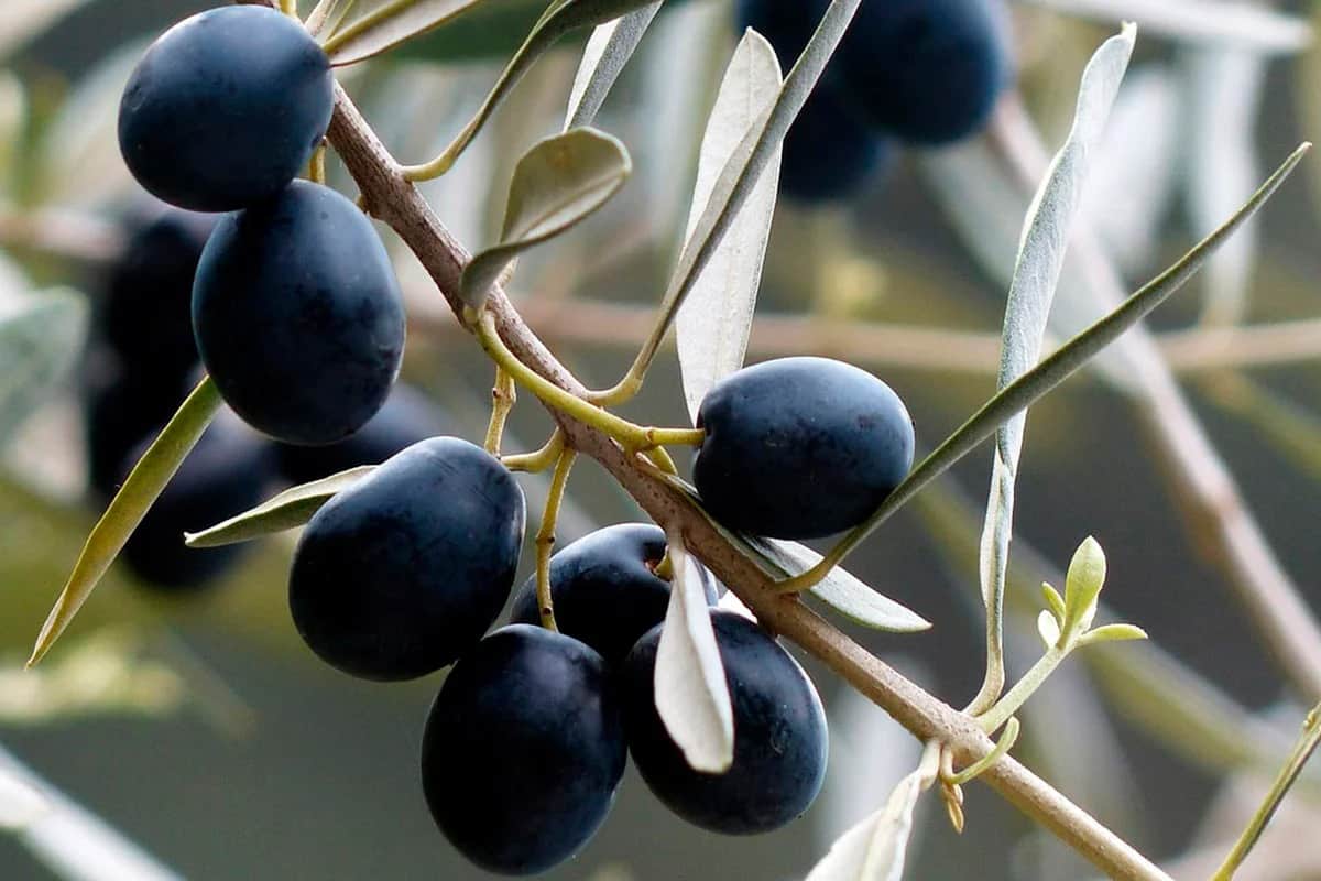 زیتون سیاه ترکیه ای؛ تضمین سلامت پوست مو منبع ویتامین E C A