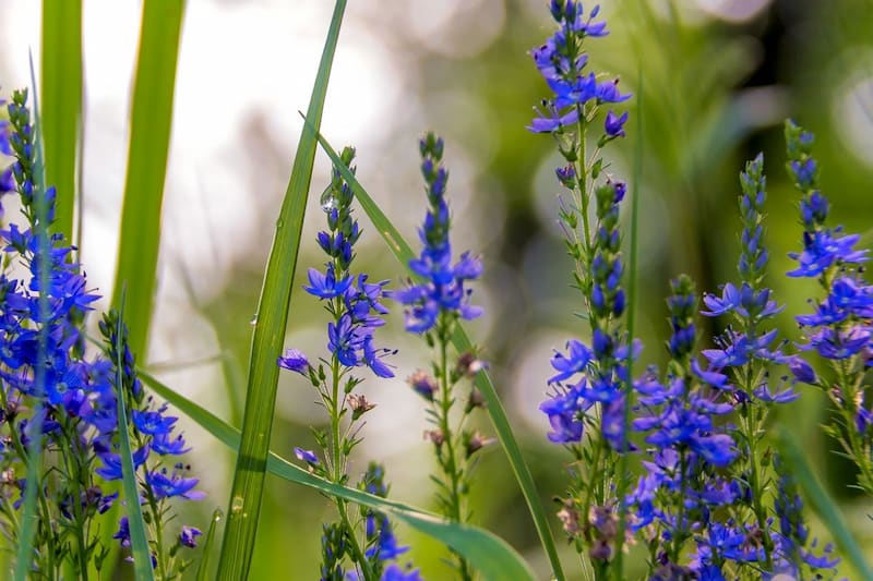 گل گاوزبان خیراندیش؛ طبع گرم آرامش اعصاب حاوی منیزیم Vitamin B