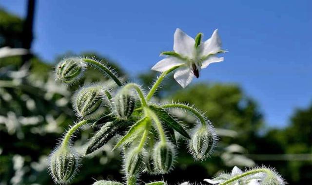 گل گاوزبان سفید؛ طبع گرم کلسیم ضد افسردگی پتاسیم دارویی Gilan