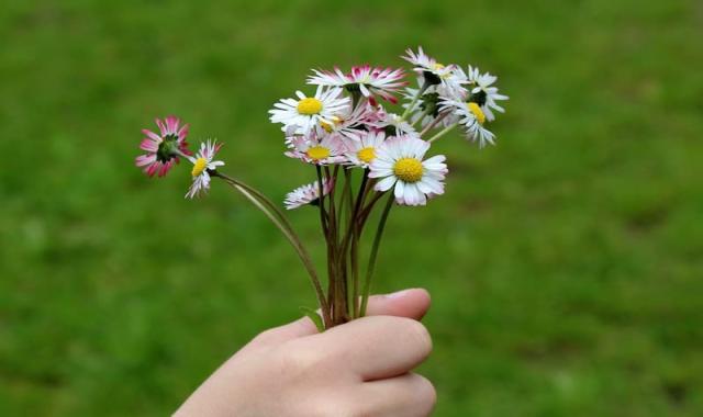 بابونه غلظت خون؛ سفید زرد خوش عطر طعم بهبود سرما خوردگی Chamomile