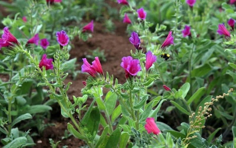 گل گاو زبان برای افسردگی؛ درمان بیماری پوست مو طبع گرم تر