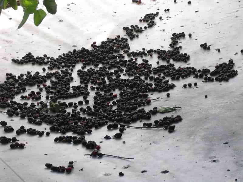 بذر گیاه آویشن؛ زرد قهوه ای طبع گرم درمان عفونت بدن