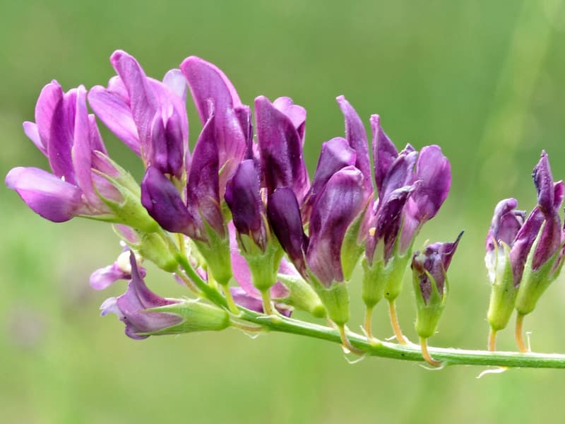 گل گاوزبان برای فشار خون؛ طبع گرم آرام بخش کنترل فشار خون Purple