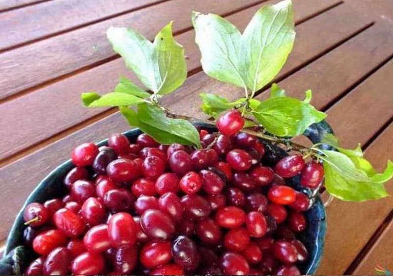 زغال اخته در تهران؛ ملس آبدار کاهش کلسترول حاوی کلسیم آهن ویتامین (A D E)