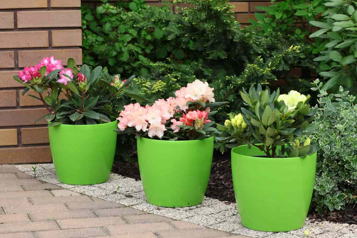 گلدان پلاستیکی ضخیم؛ سفید سبز 3 مدل ارکیده آیما مینیاتوری