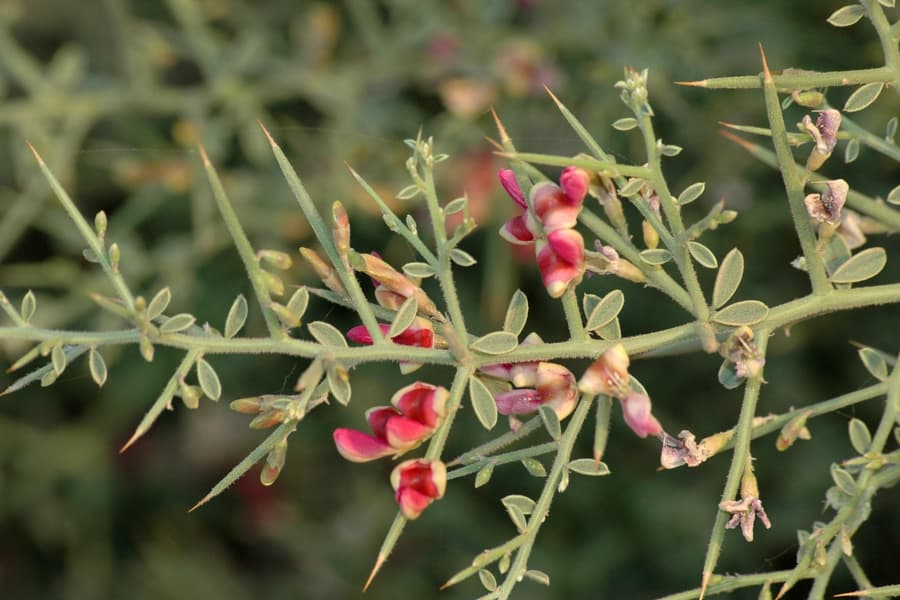 خارشتر برای کلیه؛ تازه خشک 400 گرمی مناسب دمنوش