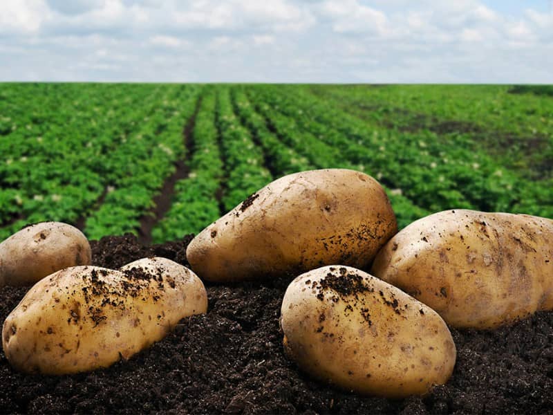 سیب زمینی در زمستان؛ مناسب مناطق سرد حاوی کلسیم نشاسته IRAN