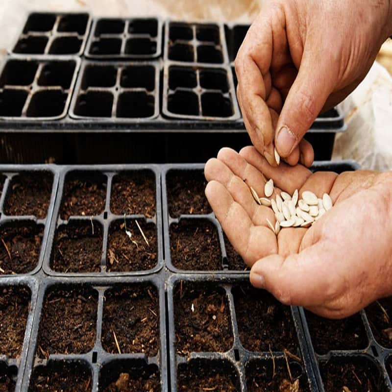 بذر خیار گلخانه ای مونزا؛ دورگه هیبرید توان رشد بالا 2 شهر اراک Yazd