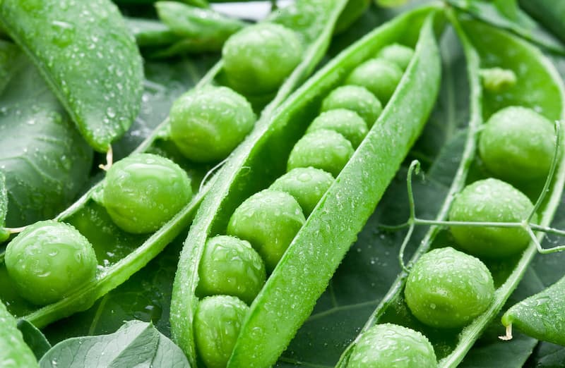 نخود برای صورت؛ کرمی کروی 2 طبع گرم خشک آنتی اکسیدان روی Ferritin