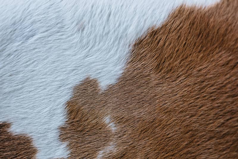 چرم گاوی درجه یک؛ طبیعی مصنوعی 3 رنگ آبی زرد قرمز