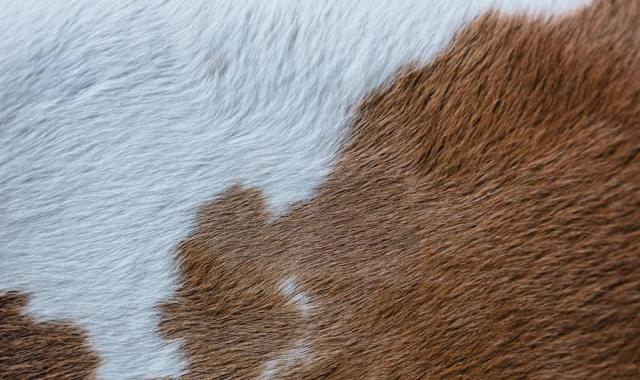 چرم گاوی درجه یک؛ طبیعی مصنوعی 3 رنگ آبی زرد قرمز