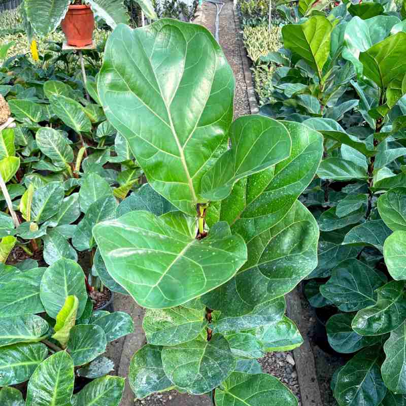 فیکوس لیراتا برگ پهن؛ بامبینو مینیاتوری محل رشد (آب خاک) ficus