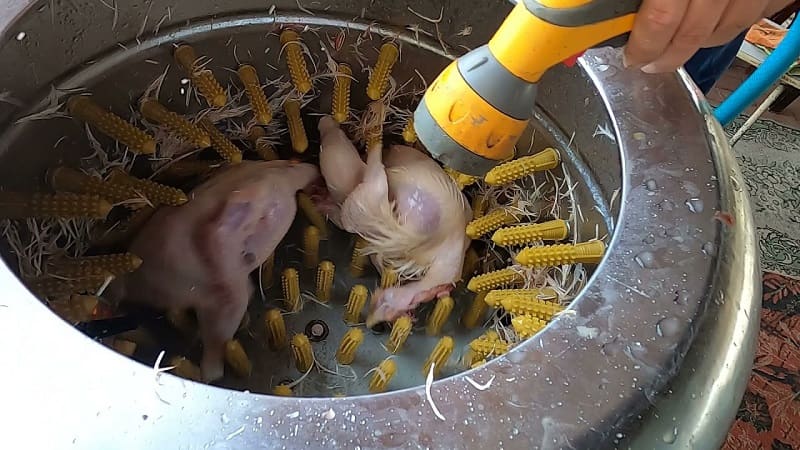 دستگاه پرکن مرغ خانگی؛ استیل مناسب بلدرچین بوقلمون ولتاژ (220 ولت)