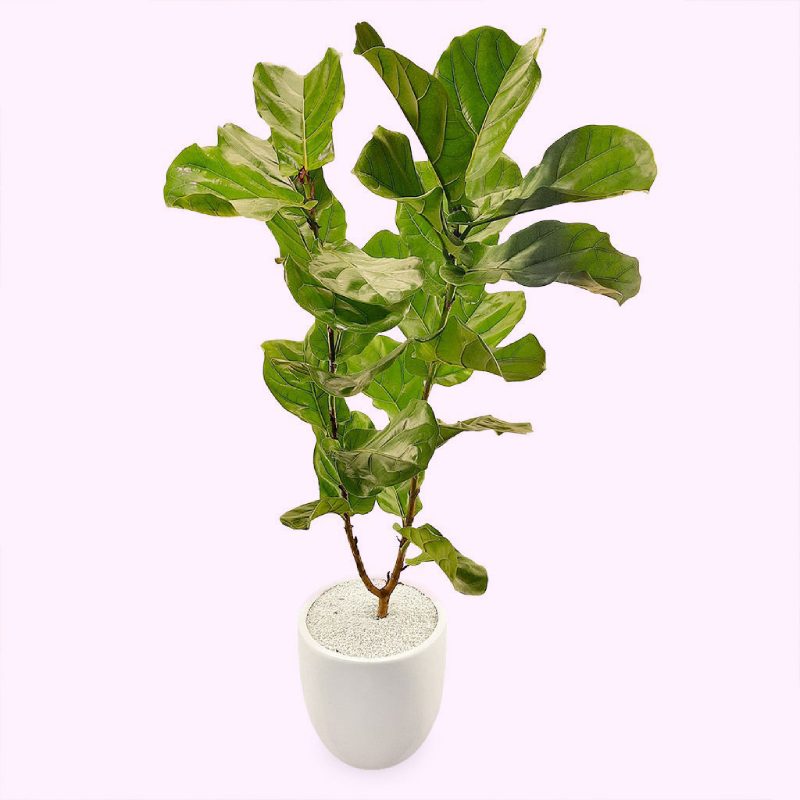 گیاه فیکوس آفریقایی؛ الاستیکا لیراتا گرمادوست کم آب رشد 3 متری