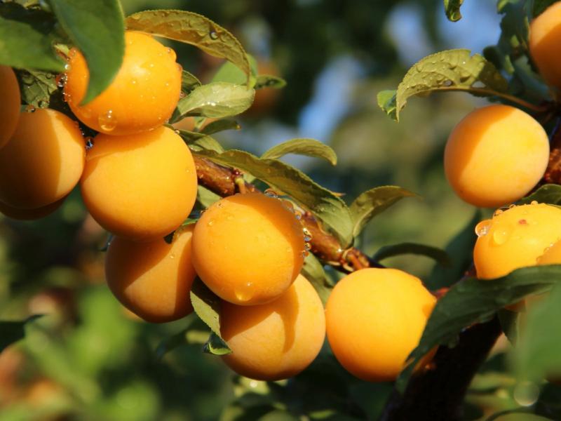 آلو طلایی تازه؛ طبع سرد ملس پخته ترشک آبگوشت سنتی raw