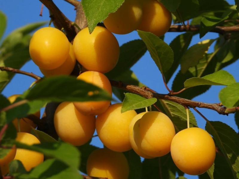 آلو سبز امروز؛ ترش طبع سرد افزایش سلامت بدن fiber