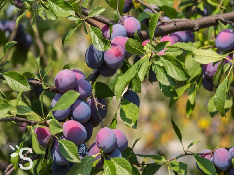 آلو حاج حسنی؛ ایران تک هسته ای سرماخوردگی Vitamins B C
