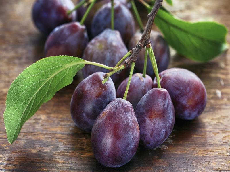 آلو جنگلی درشت؛ قرمز نارنجی سیاه مناسب لواشک