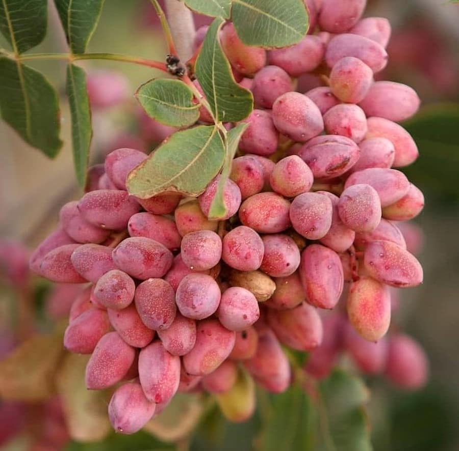 پسته خام ارزان؛ زرد قرمز رنگ تولید 2 شهر دامغان رفسنجان