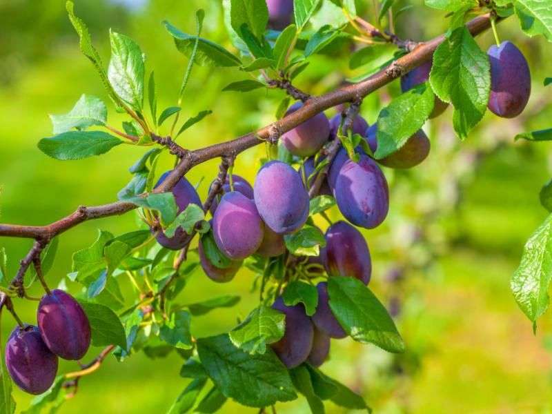 آلو شابلون زرد؛ طعم شیرین ملس درمان فشار خون plum