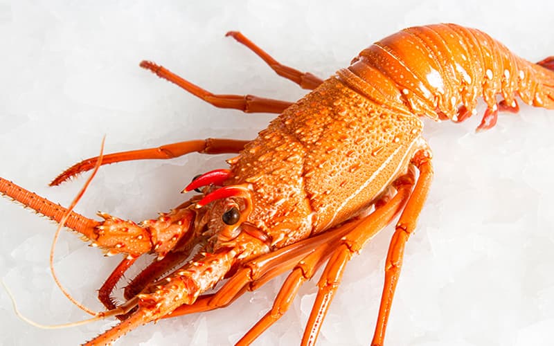 میگو لابستر اب شور؛ درشت پوست خالدار حاوی ویتامین phosphorus