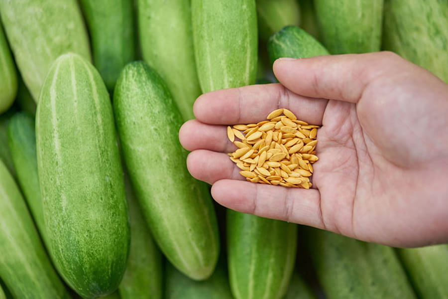 بذر خیار گلخانه ای شیراز؛ درشت زود بارده بافت گوشتی Cucumber seeds