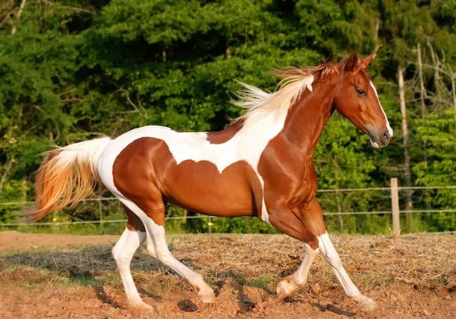 اسب پینت هورس؛ ابلق 3 رنگ سیاه سفید قهوه ای نژاد American