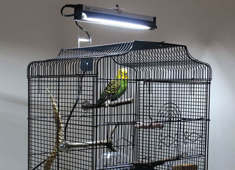 لامپ یو وی پرندگان؛ زرد سفید دارای گارانتی توان 20 وات