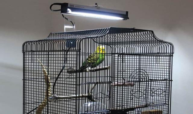 لامپ یو وی پرندگان؛ زرد سفید دارای گارانتی توان 20 وات