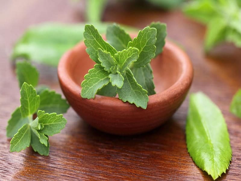 گیاه استویا طب سنتی؛ سبز کاهش فشار خون 2 طبع گرم خشک