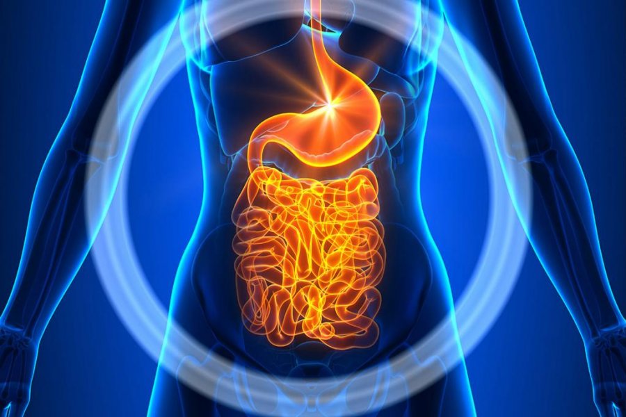 نمک صفراوی؛ هضم جذب چربی پشت حفره گوارشی