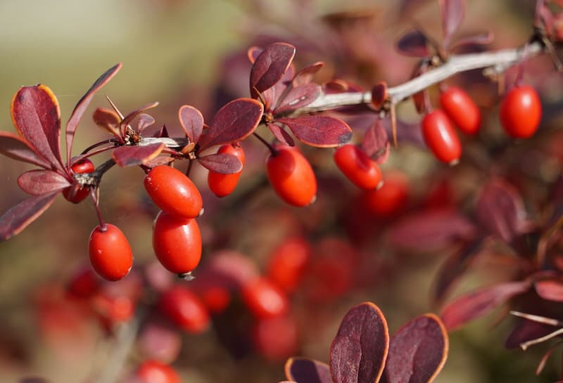 زرشک تازه امسال؛ پفکی آبدار کاهش کلسترول چربی خون (500 800 1200) گرم