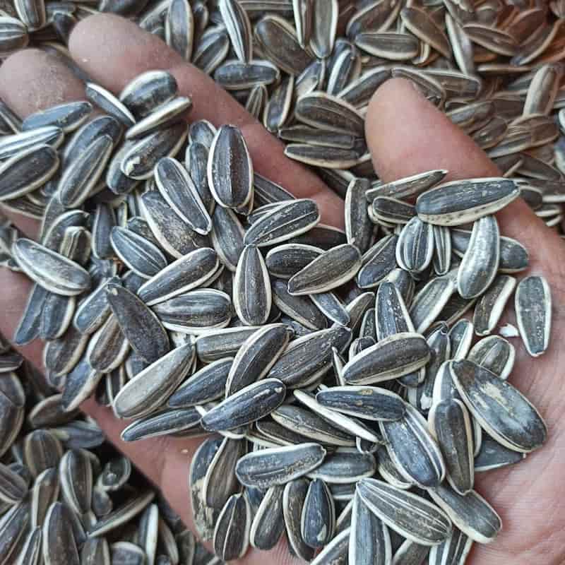 تخمه آفتابگردان کردستان؛ مغز درشت حاوی منیزیم کلسیم ویتامین C