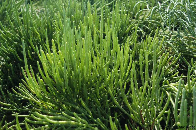 فراوری سالیکورنیا؛ کاهش قند خون 500 گرمی جنوب آسیا Sea Beans