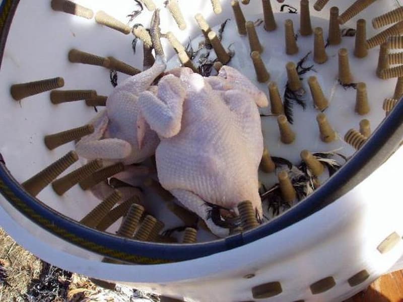 پرکن مرغ دزفول؛ دستی اتومات تولید ایران 2 اسب بخار قدرت Dezful