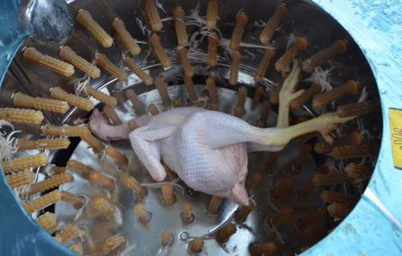 پرکن مرغ دستی؛ استیل ضد زنگ صرف زمان کمتر ساخت ایران Iran