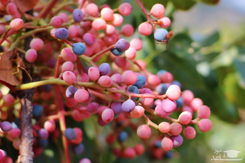 پسته وحشی کردستان (کلخنک) طعم دار حاوی آهن ویتامین C