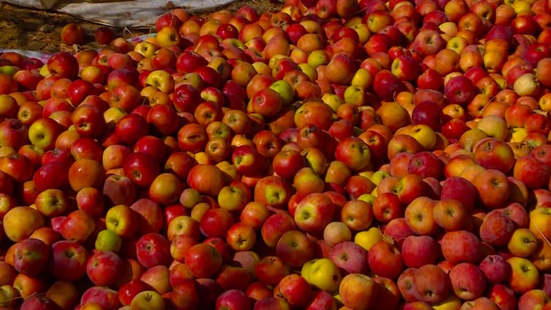 سیب درختی ضایعاتی؛ وجود لکه 3 کاربرد اسانس آبمیوه خوراک دام Apple