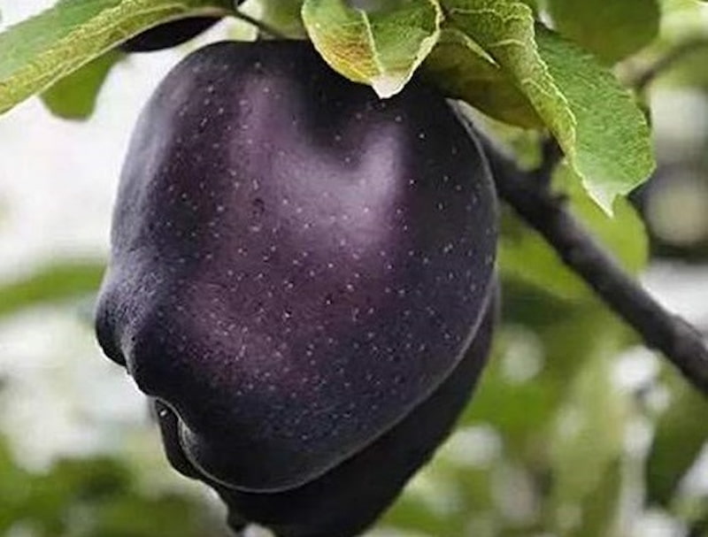 سیب درختی سیاه؛ طبع گرم درمان کم خونی تقویت بینایی حاوی Iron