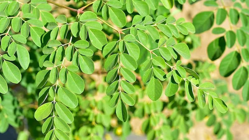 مورینگا در هرمزگان (گز روغنی) کاهش وزن تولید دارو Moringa